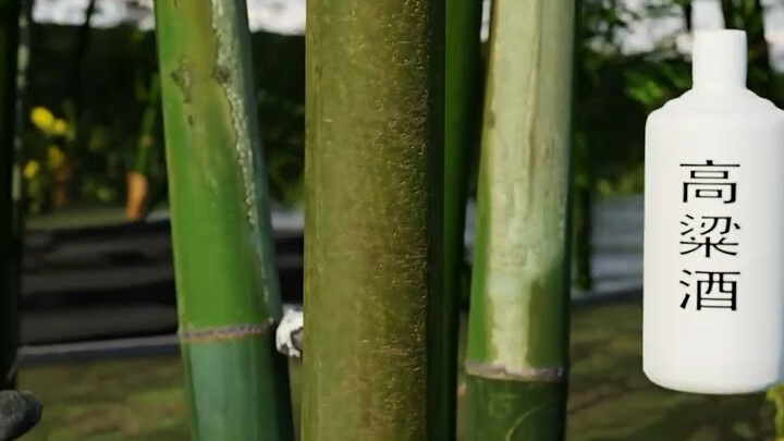 Tuangkan arak ke dalam bambu yang sedang tumbuh, biarkan arak “tumbuh” bersama bambu.