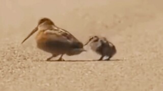 أنت أنت أنت أنت هل تريد الرقص؟؟؟