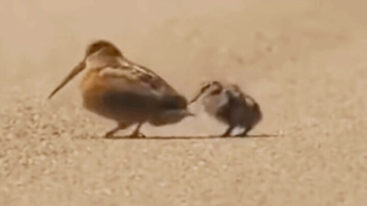 Kamu, kamu, kamu, kamu mau menari kah???