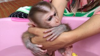 Cute baby monkey having bath