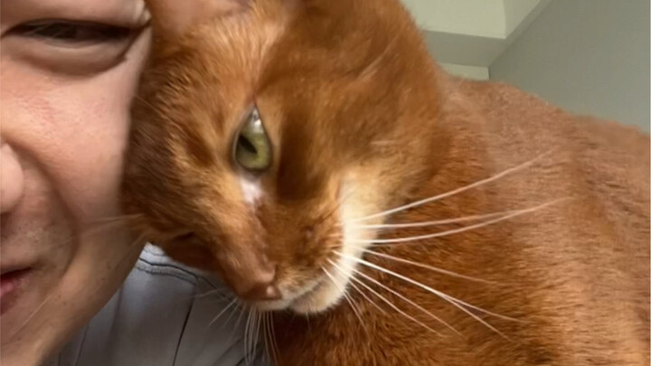 When you kiss your cat (or dog) on the lips—see their reaction!