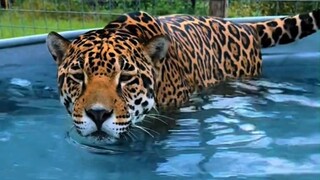The big cat takes a bath to cool down, and feels its silky and waterproof fur up close