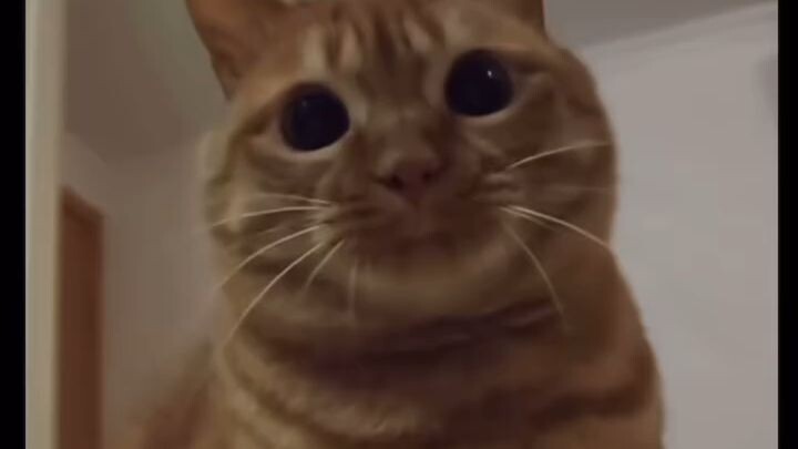 #short #trending #viral #catlove