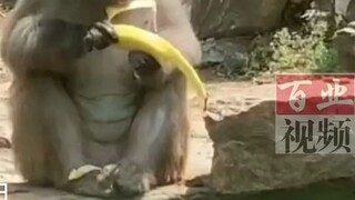 Monkey peels banana and accidentally falls into water, sadness visible to the naked eye