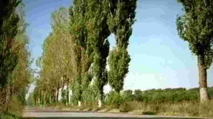 Old woman driving prank