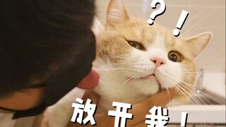 用舌头舔猫能拉近人猫关系吗？主人用亲身经历回答你:人猫有关系吗？