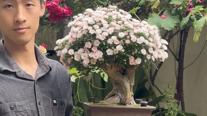 เมื่อข้าพเจ้าโอบกอดต้นไม้ใหญ่ที่บานสะพรั่งไปด้วยดอกไม้ กลับรู้สึกว่าทุกความทุ่มเทล้วนคุ้มค่า