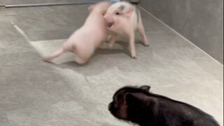 当新来的小粉猪打架，炭治郎的反应是…