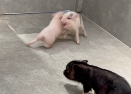 عندما تشاجر الخنزير الوردي الجديد الوافد حديثًا، كانت ردة فعل كينتزو…