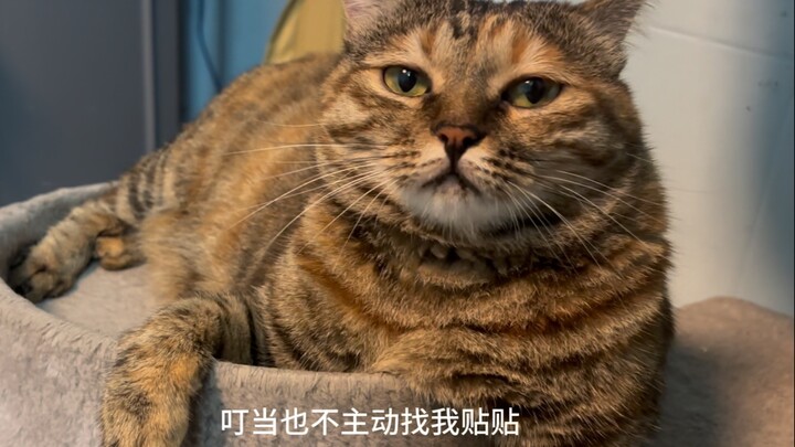 My boyfriend’s been away for two days, and it feels like his cat has suddenly lost its source of joy