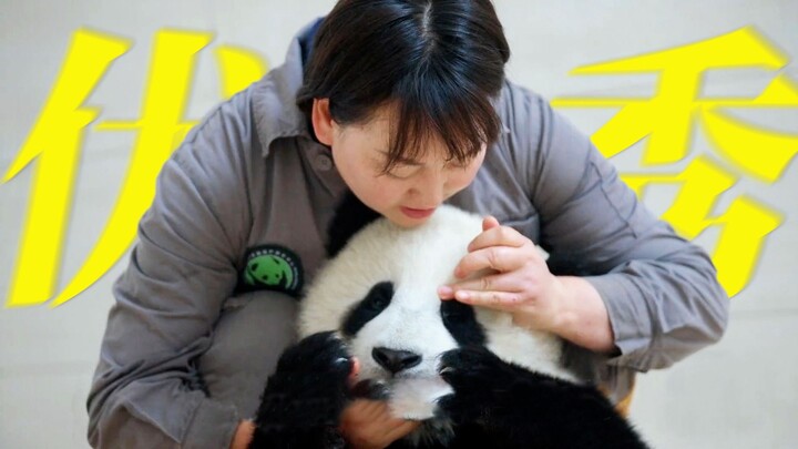 Akhirnya kita punya acara varietas bertema panda sendiri! Para penjaga panda yang hebat dan selalu b