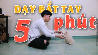 Cách huấn luyện, dạy chó bắt tay trong 5 phút cực dễ cho tất cả các loại chó