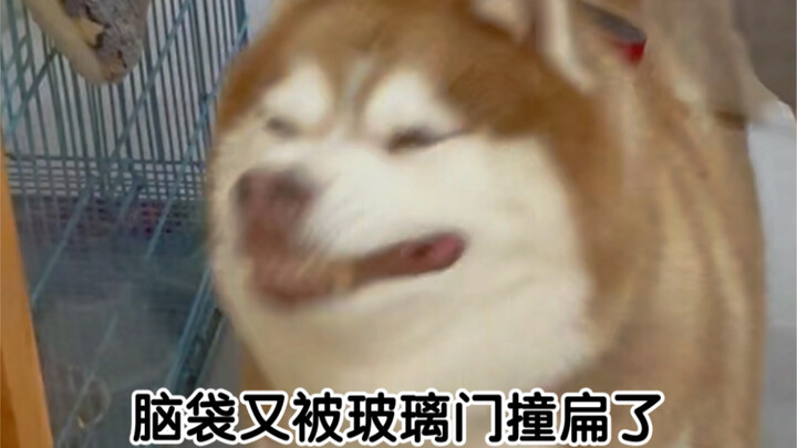 หมาบ้านฉันหัวมันชนประตูอีกแล้ว…เจ้าโกลเด้นตัวใหญ่ข้างบ้านยืนมองตาค้างเลย🤯