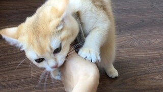 Cute Cat - Con Mèo - Giúp Giải Tỏa Căng Thẳng Hiệu Qủa Cho Mèo - Cat vs Catnip