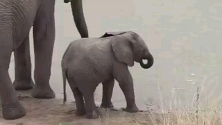 Bayi gajah yang masih belajar minum air dengan belalainya akhirnya tak kuasa menahan diri untuk berb