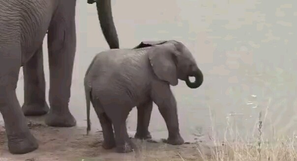 The baby elephant, who was still learning to drink water with his trunk, finally couldn't help but l