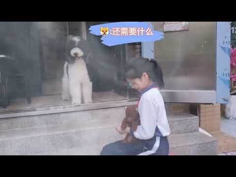 Gigantic Fluffy Poodle Dogs Love Being Carried Everywhere