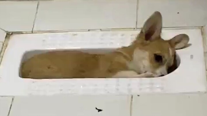 “อย่าเลี้ยงสุนัข”