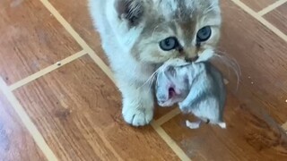 Saya ingin merekam video keharmonisan kucing dan tikus, tetapi saya tidak menyangka hamster kecil it