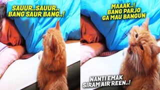 LUCU BANGET.! Si Oren Disuruh Emak Bangunin Saur Bang Parjo, Endingnya Bikin Ngakak ~ Kucing Lucu