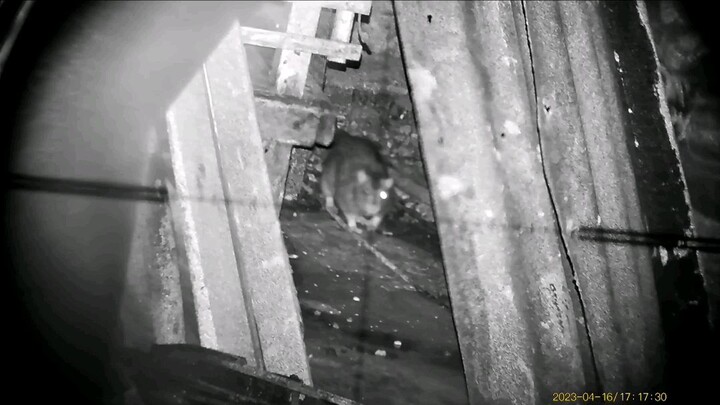 Using night Vision for hunting