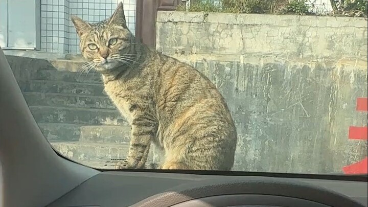 Cat: Why does this thing make a sound every time I lick it today?