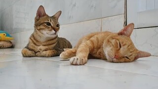 khế thúi 65(khế Thúi chỉ sợ mỗi Quách Què)