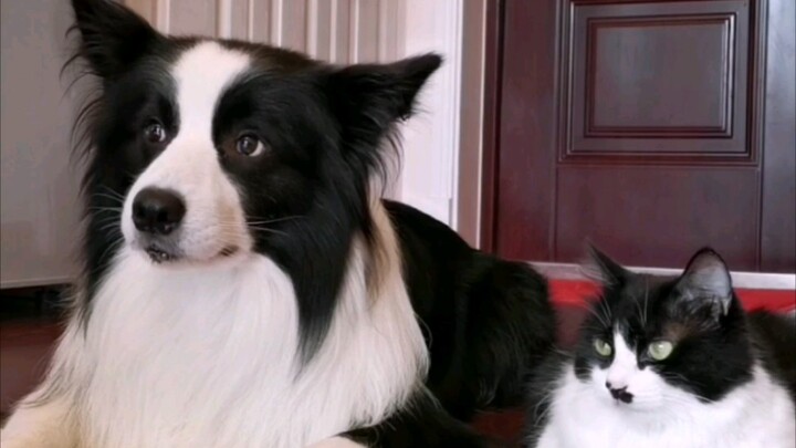 Will a dairy cow cat raised by a Border Collie be just as disciplined and exceptional as the Border 