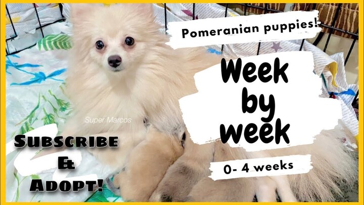Week by week | Pomeranian Puppies | SUPER MARCOS VLOGS