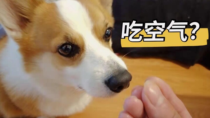 Memberi makan si Corgi udara, kok malah dimakannya dengan lahap?