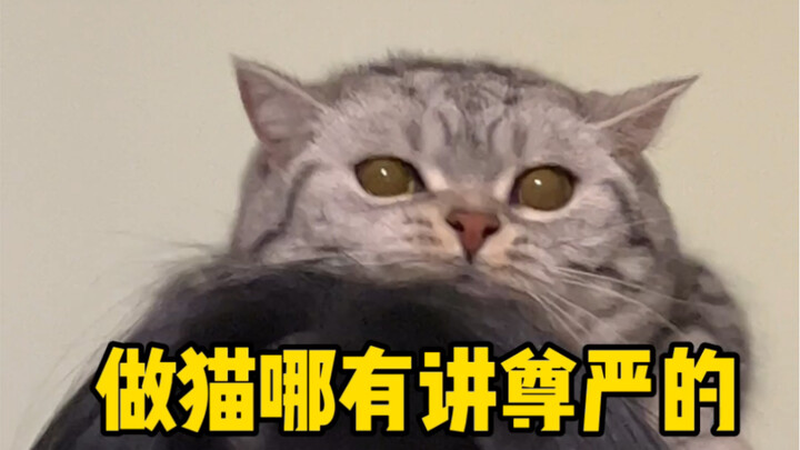 เป็นแมวจะมีศักดิ์ศรีอะไรกัน