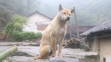 [สัตว์]น้องหมารอเจ้าของกลับบ้านท่ามกลางสายฝน