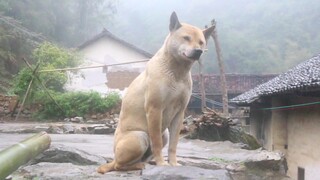 [Animals]The puppy is waiting for the owner to come home in the rain