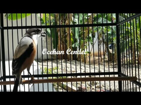 Terapi Cendet Malas Bunyi Agar Cepat Naik Emosi Ikutan Langsung Bunyi Dengan Suara Cendet Ini