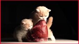 Kitten Eating Big Beef Heart / Cat Mukbang.