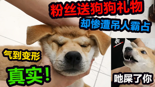 粉丝送给瘦弱的狗狗礼物，却惨遭吊人的霸占，气到变形不敢言，真实！