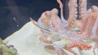 派五彩青蛙消灭章鱼缸的痞老板