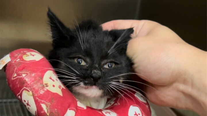 Bắt cóc kẻ hói đầu trong giếng thông gió