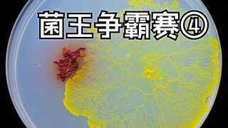 تم استبدال سلالة صفراء أقوى. هل يمكنها التغلب على السلالة الحمراء؟ [مسابقة ملك البكتيريا ٤]