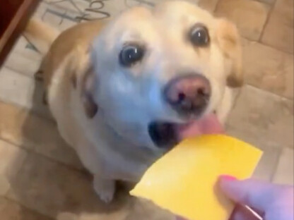 الكلب: هيا، سرِّع بالأكل!