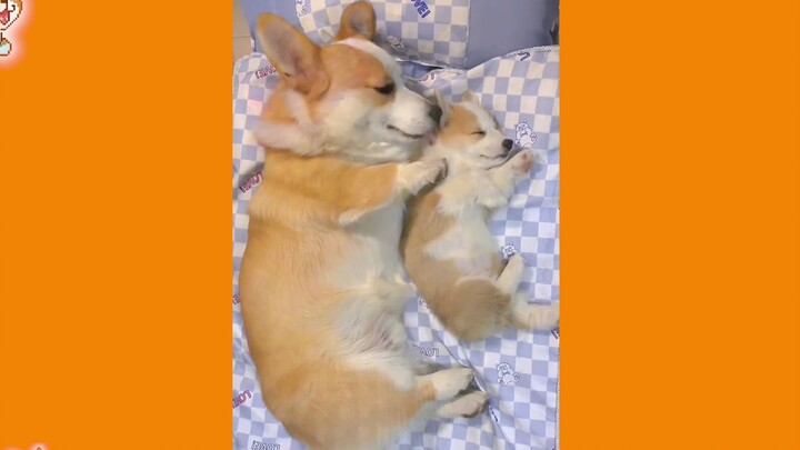 Hai chú corgi giống hệt nhau, sao lại nuôi đến hai con?