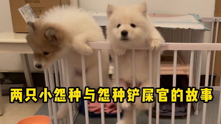 The Emotional Journey of Two Little Grumpy Pets and Their Grumpy Owner