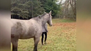 Horse: I must’ve been played for a fool… #OccupationalHazard#Horse#Funny#NeverExpectedThis#ThisMoveJ