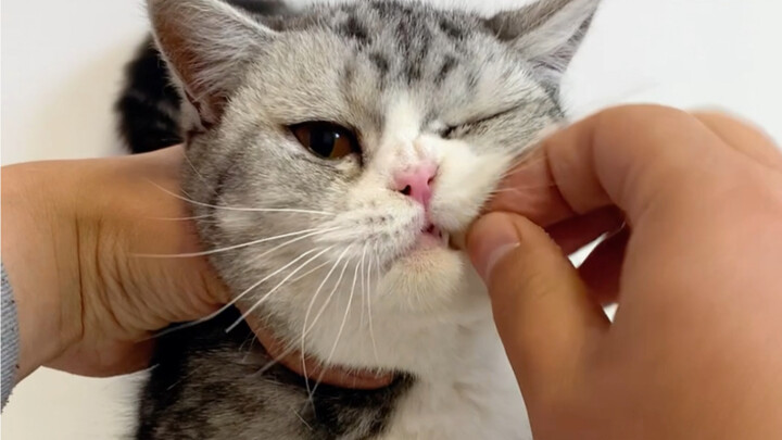 What should you do if your cat refuses to take medicine? #BeginnerCatCare #CatCareTips #AdvancedPetC