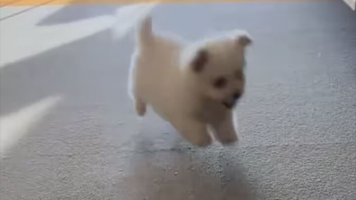 “小狗我啊，要挨揍喽”