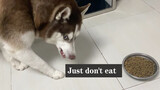 Husky Got Picky And Won't Eat, Guess How Many Days He Can Sustain