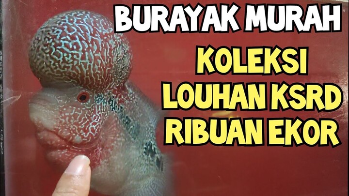 KSRD BOOMHEAD MURAH...JENONG SEGEDE BAKSO