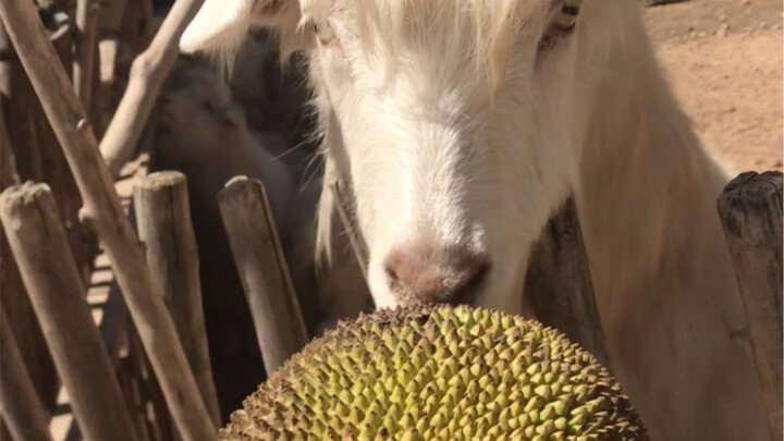 The greedy sheep is eating jackfruit!