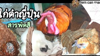 ไก่ดำญี่ปุ่นสายลุ้น ชื่อไก่ดำแต่ขนสีขาว สีทอง สีน้ำตาล สีดำ