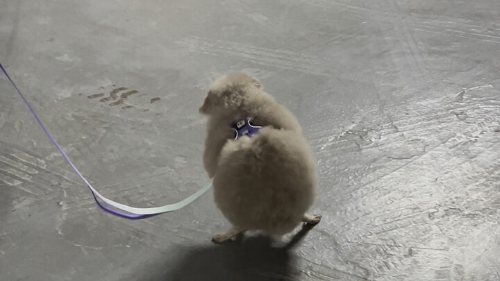 أنا حقًا لا أربي الدجاج في المرآب